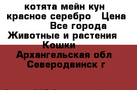 котята мейн кун, красное серебро › Цена ­ 30 - Все города Животные и растения » Кошки   . Архангельская обл.,Северодвинск г.